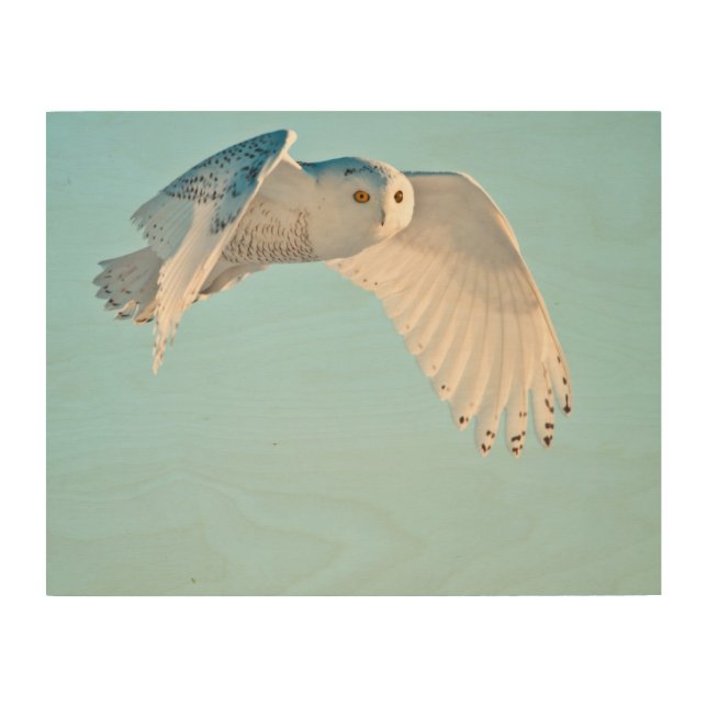 Snowy Owl in flight Wood Wall Decor (Front)