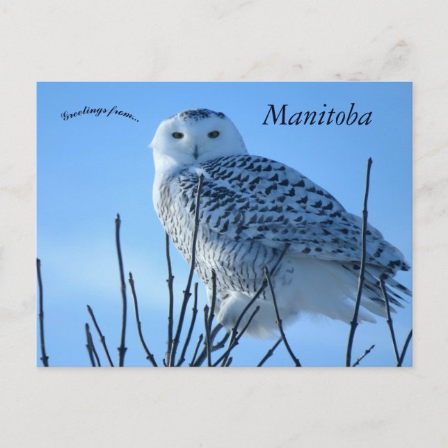 Snowy Owl in Manitoba Canada Postcard (Front)