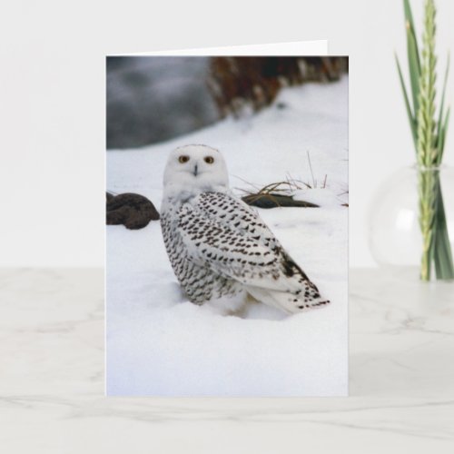 Snowy Owl in The Evening Shadows Card