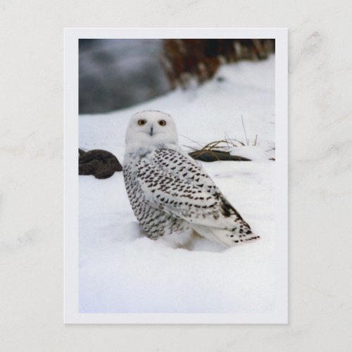 Snowy Owl in The Evening Shadows Postcard