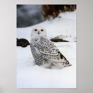 Snowy Owl in the Snow Poster Print