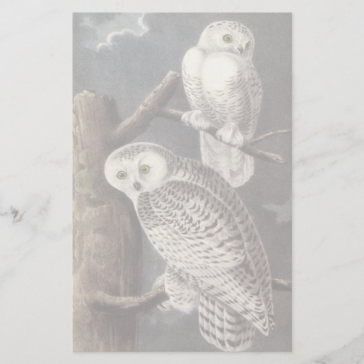 Snowy Owl, John Audubon (Front)
