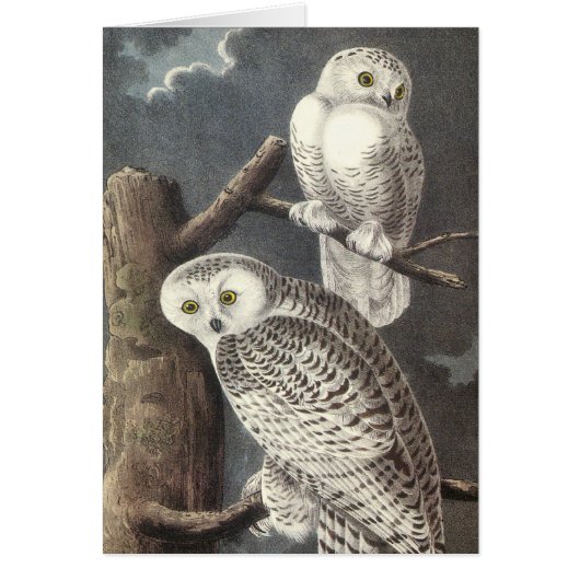 Snowy Owl, John Audubon Cards (Front)