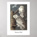 Audubon Owls Poster | Zazzle.com