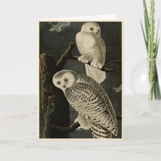 Snowy Owl, John James Audubon's Birds of America Card (Front)