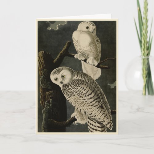 Snowy Owl John James Audubons Birds of America Card