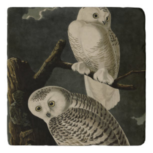Snowy Owl, John James Audubon's Birds of America Trivet