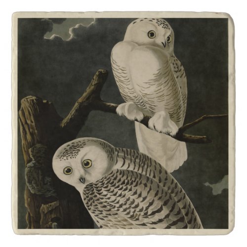 Snowy Owl John James Audubons Birds of America Trivet