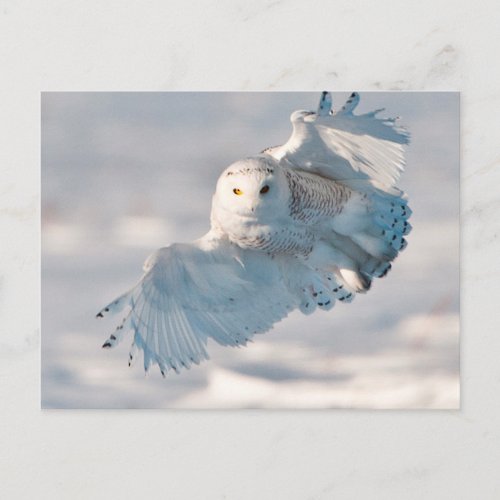 Snowy Owl landing on snow Postcard