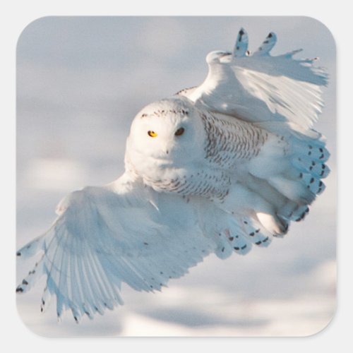 Snowy Owl landing on snow Square Sticker