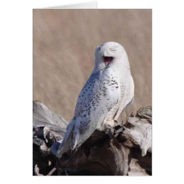 Snowy Owl Laughs! Cards (Front)