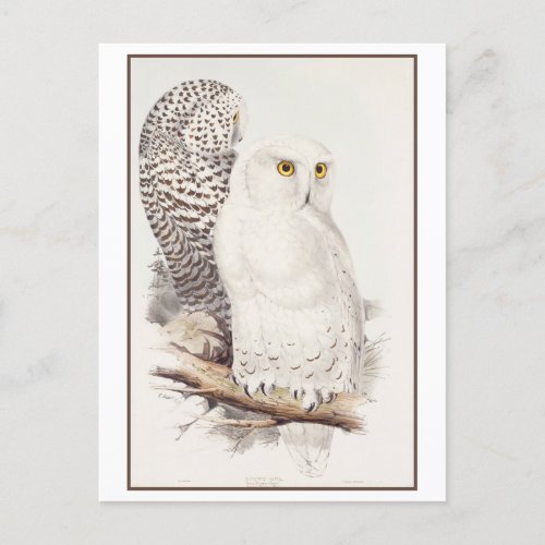 Snowy Owl Lithograph by Edward Lear Postcard