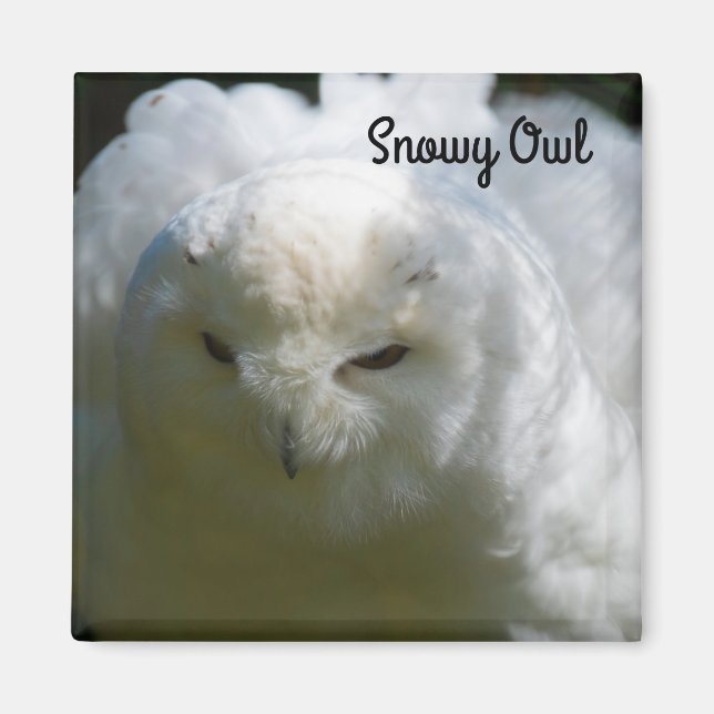 Snowy Owl Magnet (Front)