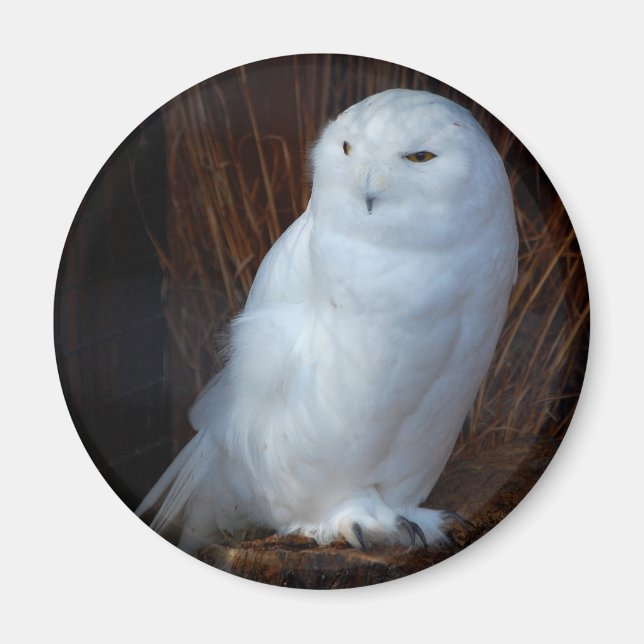 Snowy Owl Magnet (Front)