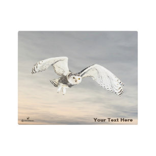 Snowy Owl Metal Print