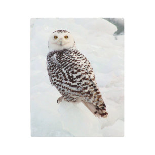 Snowy Owl metallic wall art