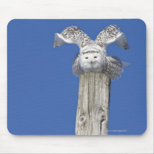 Snowy owl on top of a pole, preparing to take mouse pad