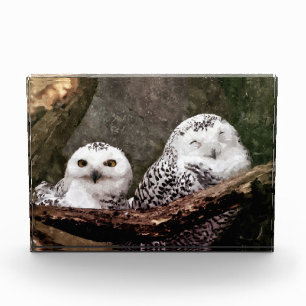 Snowy Owl Pair Woodland Wildlife Art Acrylic Award