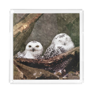 Snowy Owl Pair Woodland Wildlife Art Acrylic Tray