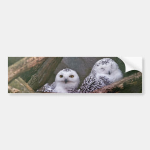 Snowy Owl Pair Woodland Wildlife Art Bumper Sticker