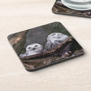 Snowy Owl Pair Woodland Wildlife Art Drink Coaster