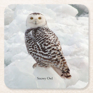 Snowy owl paper coaster