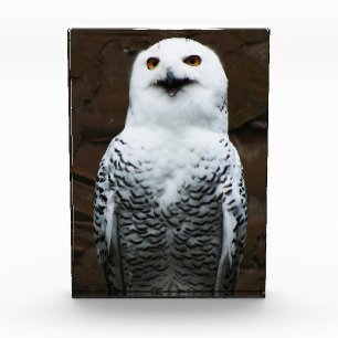 Snowy Owl pbcnm Photo Block