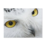 Snowy Owl Photo Postcard