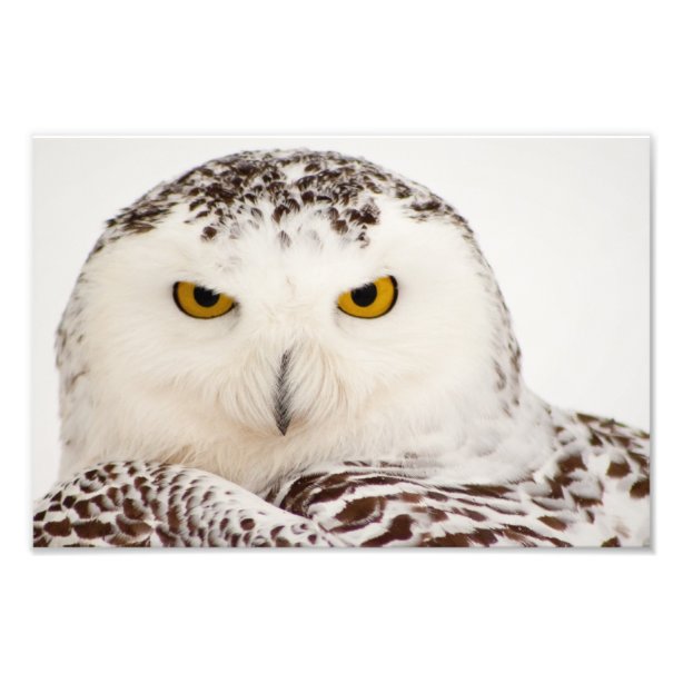 Snowy Owl Art & Wall Décor Zazzle