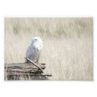 Snowy Owl