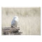 Snowy Owl