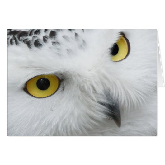Snowy owl photograph cards (Front Horizontal)