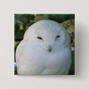 Snowy Owl Pinback Button