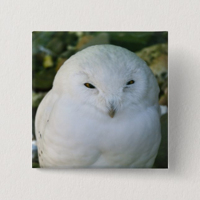 Snowy Owl Pinback Button (Front)