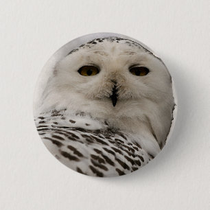 snowy owl pinback button