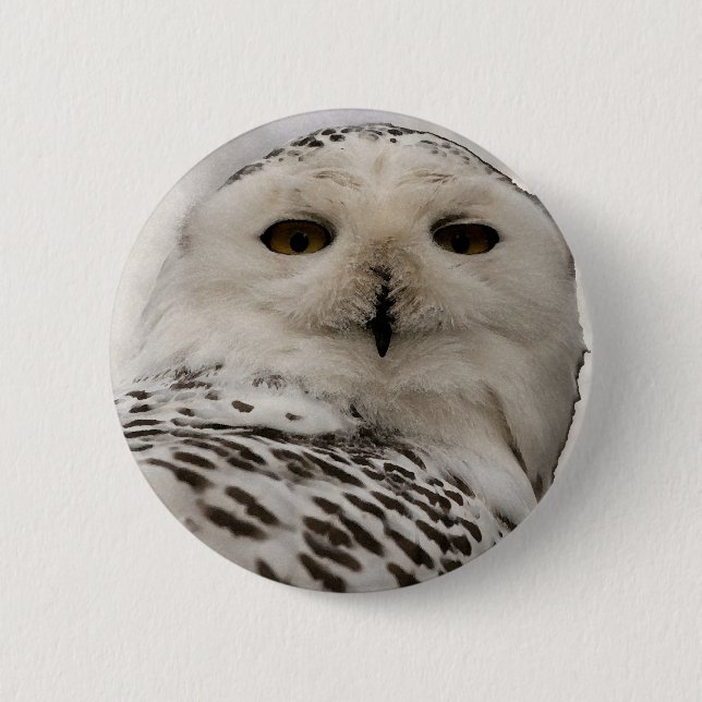 snowy owl pinback button (Front)