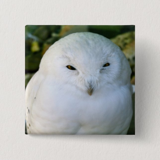 Snowy Owl Pinback Button (Front)