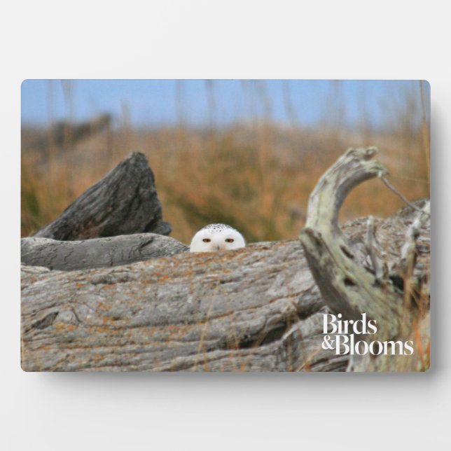 Snowy Owl Plaque (Front)