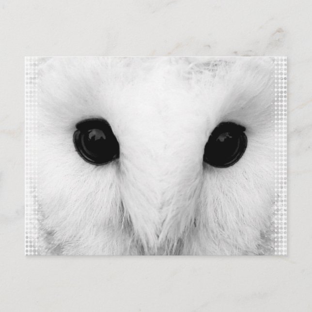 Snowy Owl Postcard (Front)