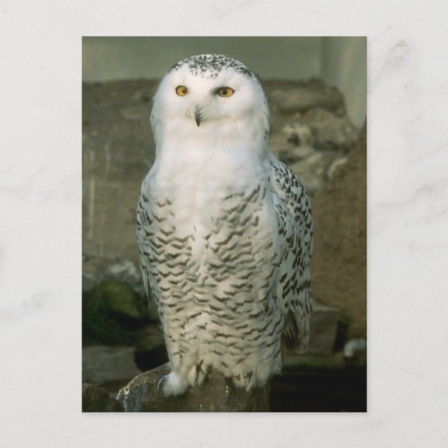 Snowy owl - postcard (Front)