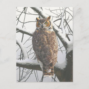 Snowy Owl Postcard