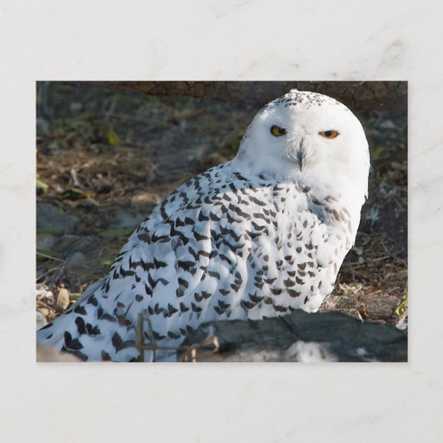 Snowy Owl Postcard (Front)