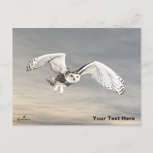 Snowy Owl Postcard