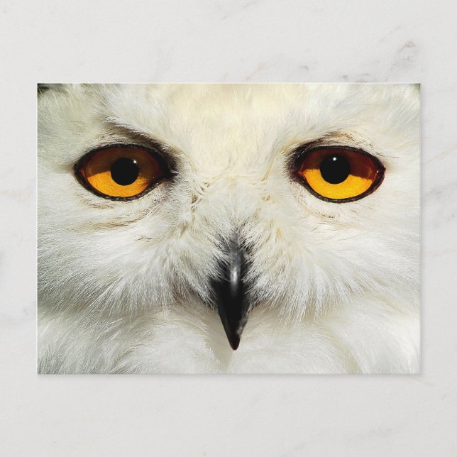 Snowy Owl Postcard (Front)