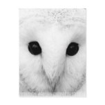 Snowy Owl Postcard