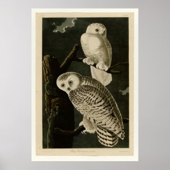 Snowy Owl Poster by birdpictures at Zazzle
