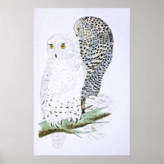 Snowy Owl Posters | Zazzle
