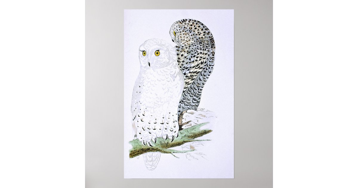 Snowy Owl Poster | Zazzle
