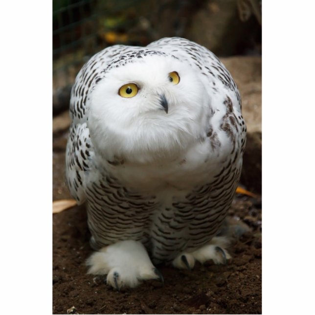 Snowy owl sculpture (Front)