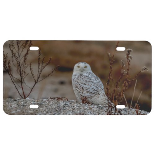 Snowy owl sitting on a rock license plate
